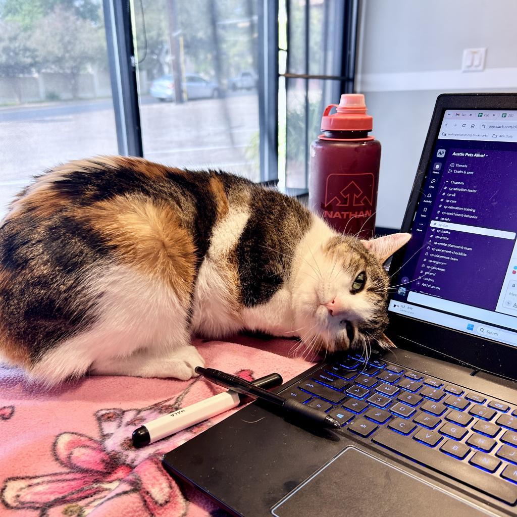 Zendaya 3, Adoptable, Senior Female Manx.