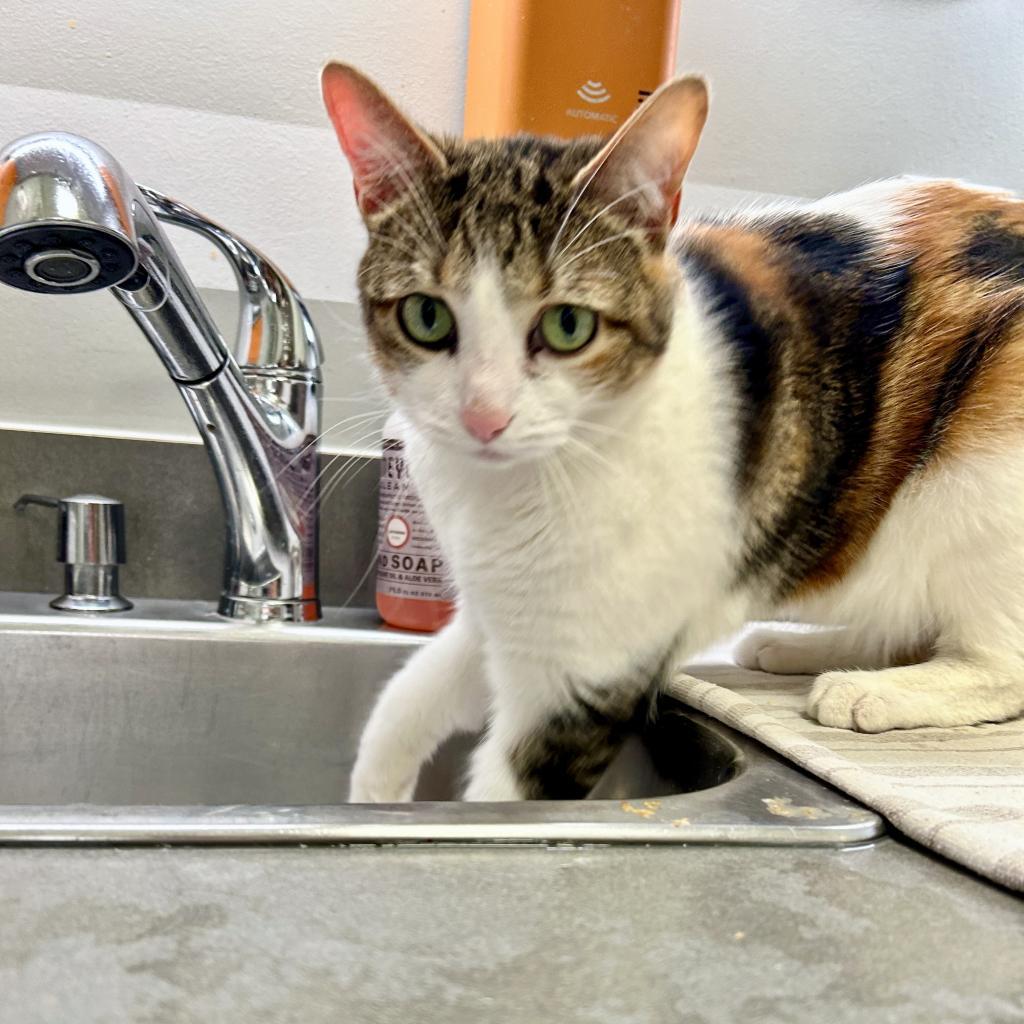 Enlarge Zendaya 3, a Adoptable mixed breed in Austin, TX image 2/6