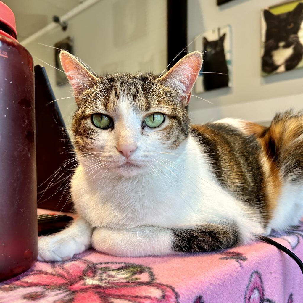 Enlarge Zendaya 3, a Adoptable mixed breed in Austin, TX image 3/6