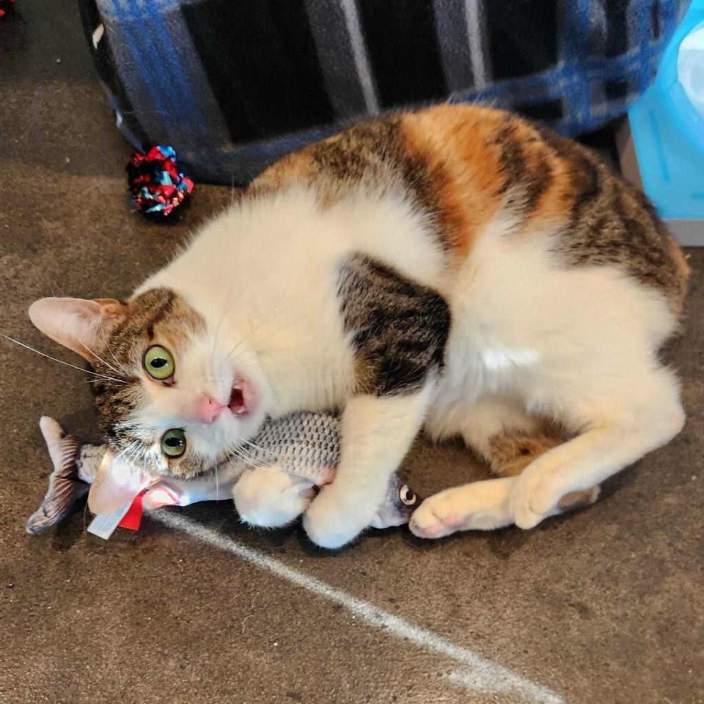 Enlarge Zendaya 3, a Adoptable mixed breed in Austin, TX image 4/6