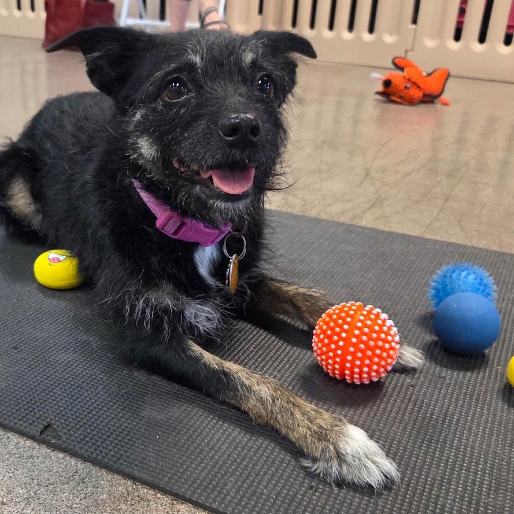 Layla, Adoptable, Adult Female Terrier.