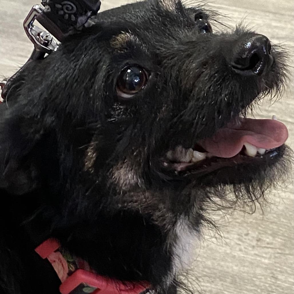 Enlarge Layla, a Adoptable Terrier in Las Vegas, NV image 2/3