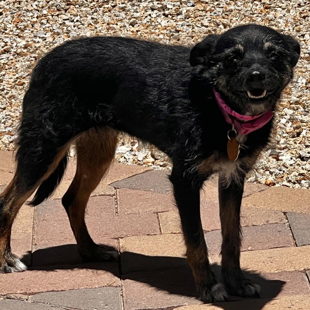Enlarge Layla, a Adoptable Terrier in Las Vegas, NV image 3/3