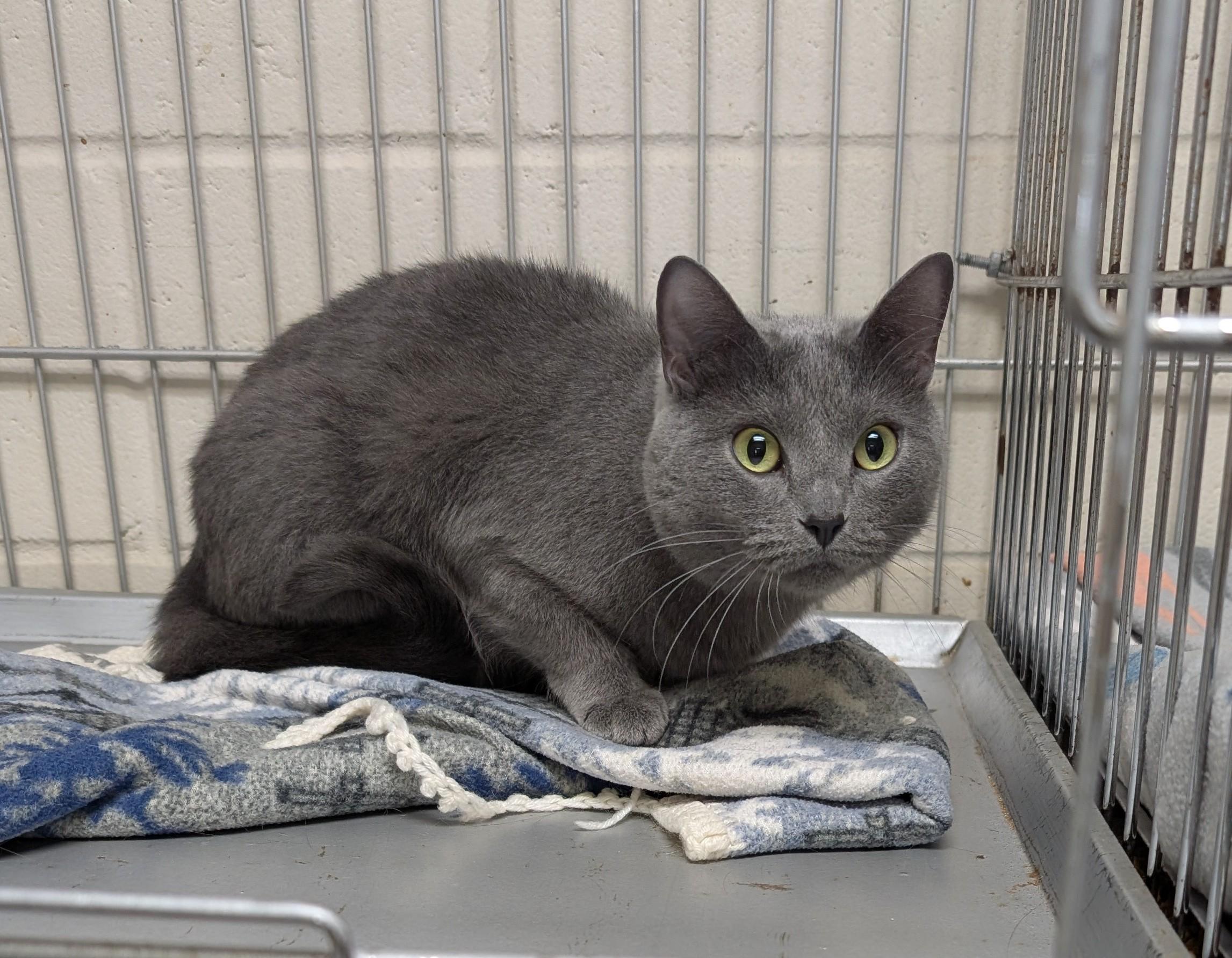 Stormy, an adoptable Domestic Short Hair in Parsons, KS, 67357 | Photo Image 1