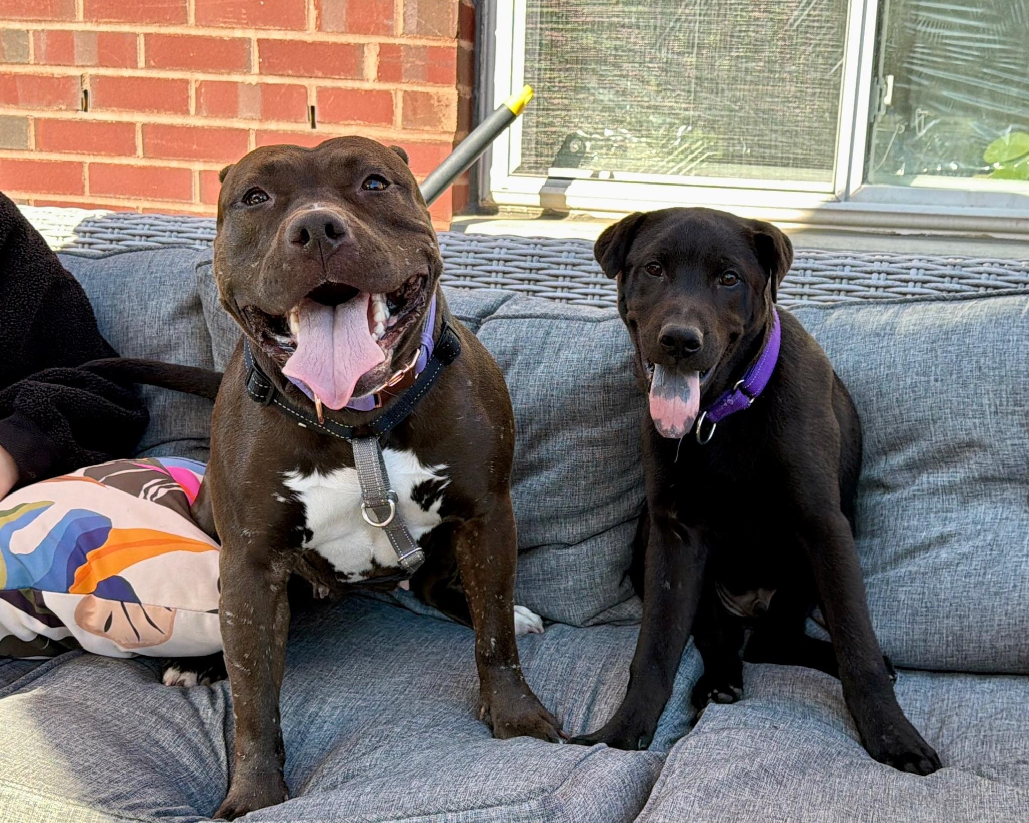 Othello, an adopted mixed breed in Forest Hills, NY image 1/5