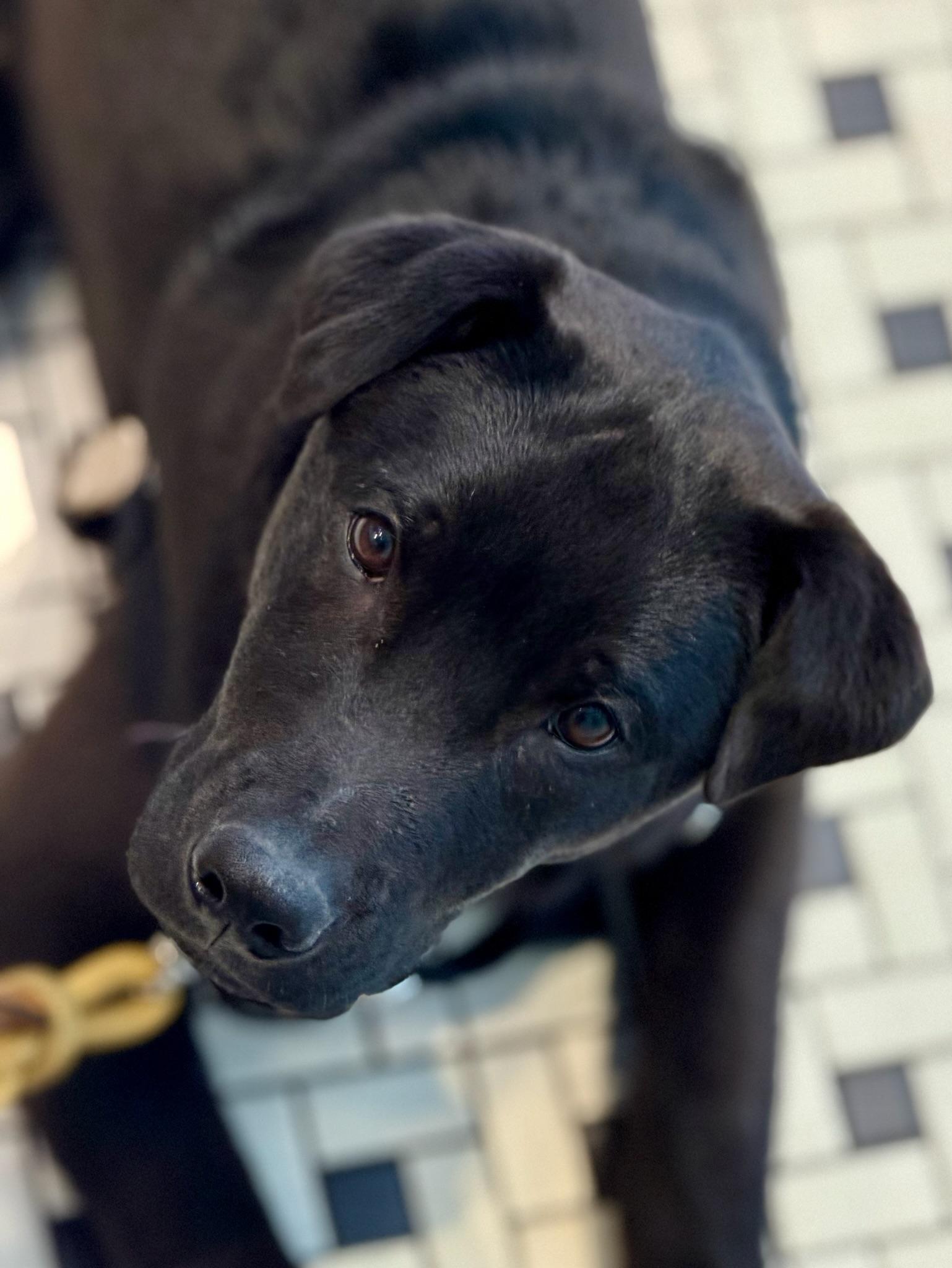 Othello, an adopted mixed breed in Forest Hills, NY image 5/5