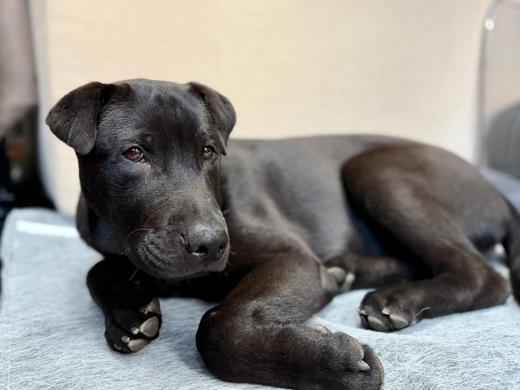 Othello, an adopted mixed breed in Forest Hills, NY image 3/5