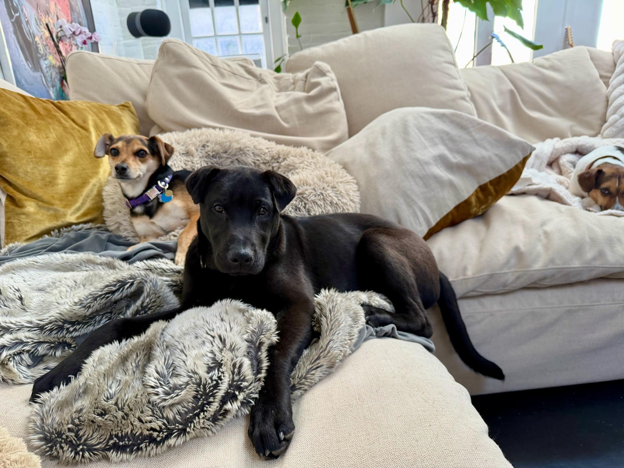 Othello, an adopted mixed breed in Forest Hills, NY image 4/5