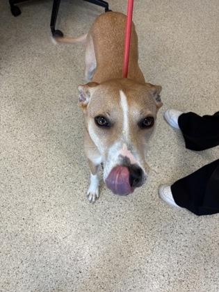 GiGi, Adoptable, Adult Female Mixed Breed & Mixed Breed.