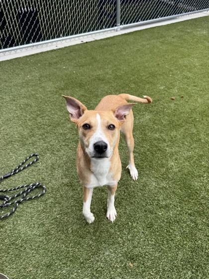 Enlarge GiGi, a Adoptable mixed breed in Lafayette, IN image 2/2