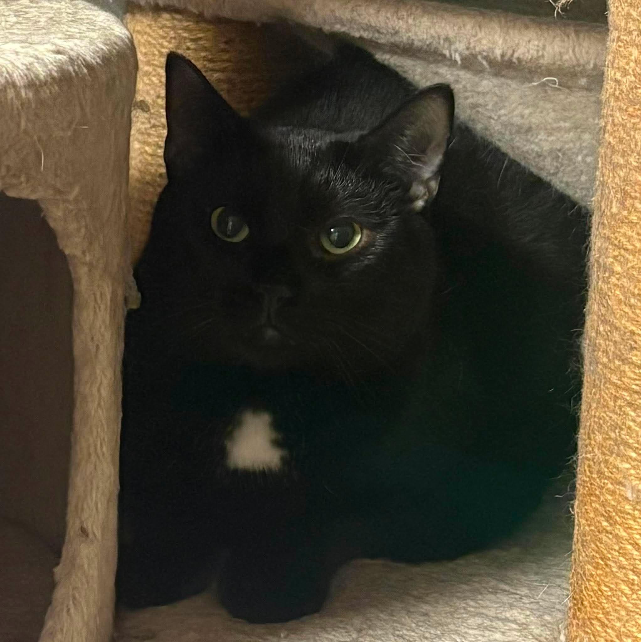 FOREST, Adoptable, Young Male Domestic Short Hair.