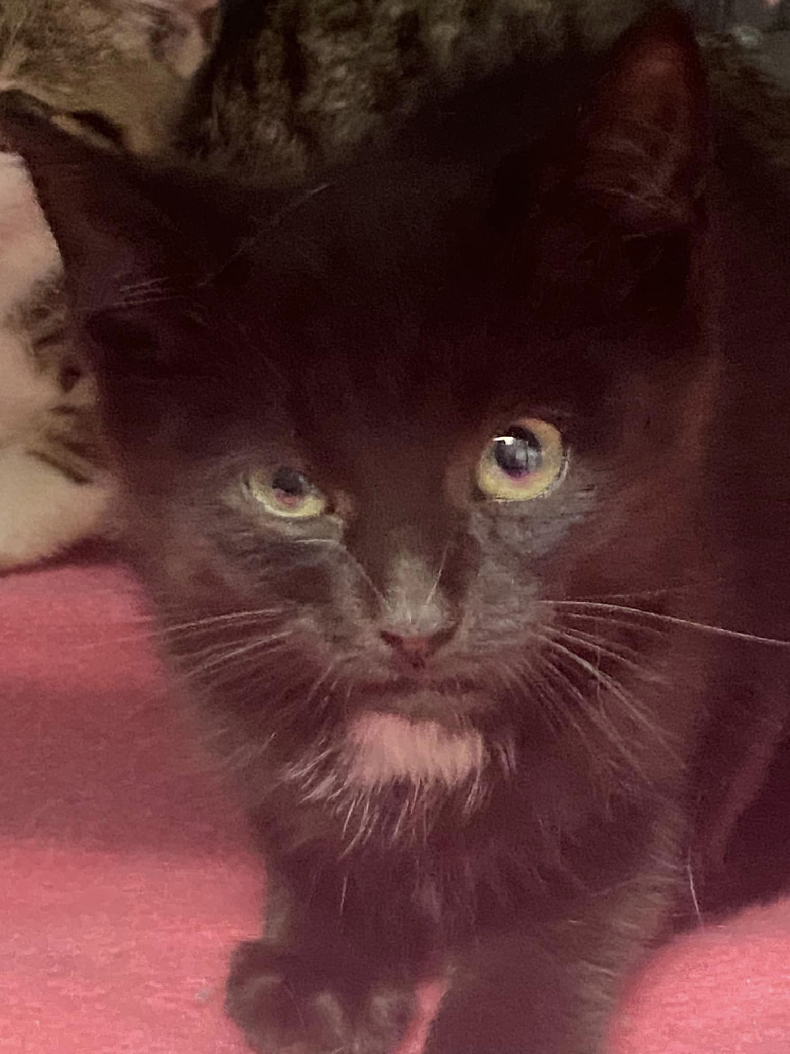 FOREST, Adoptable, Adult Male Domestic Short Hair.