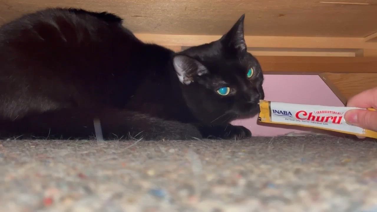 Enlarge FOREST, a Adoptable Domestic Short Hair in Tillsonburg, ON video 2/3