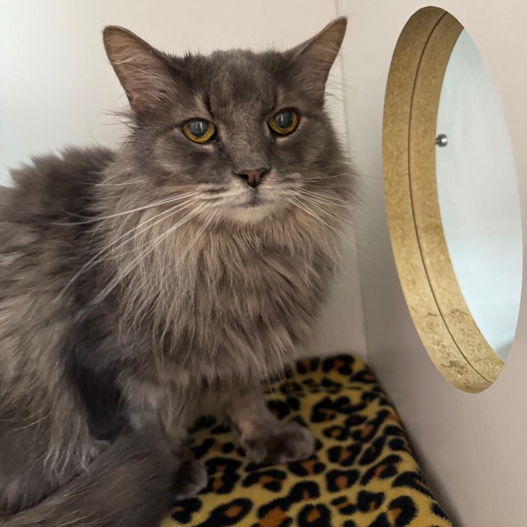 Enlarge Sterling, a Adopted Domestic Medium Hair in Las Vegas, NV image 1/1