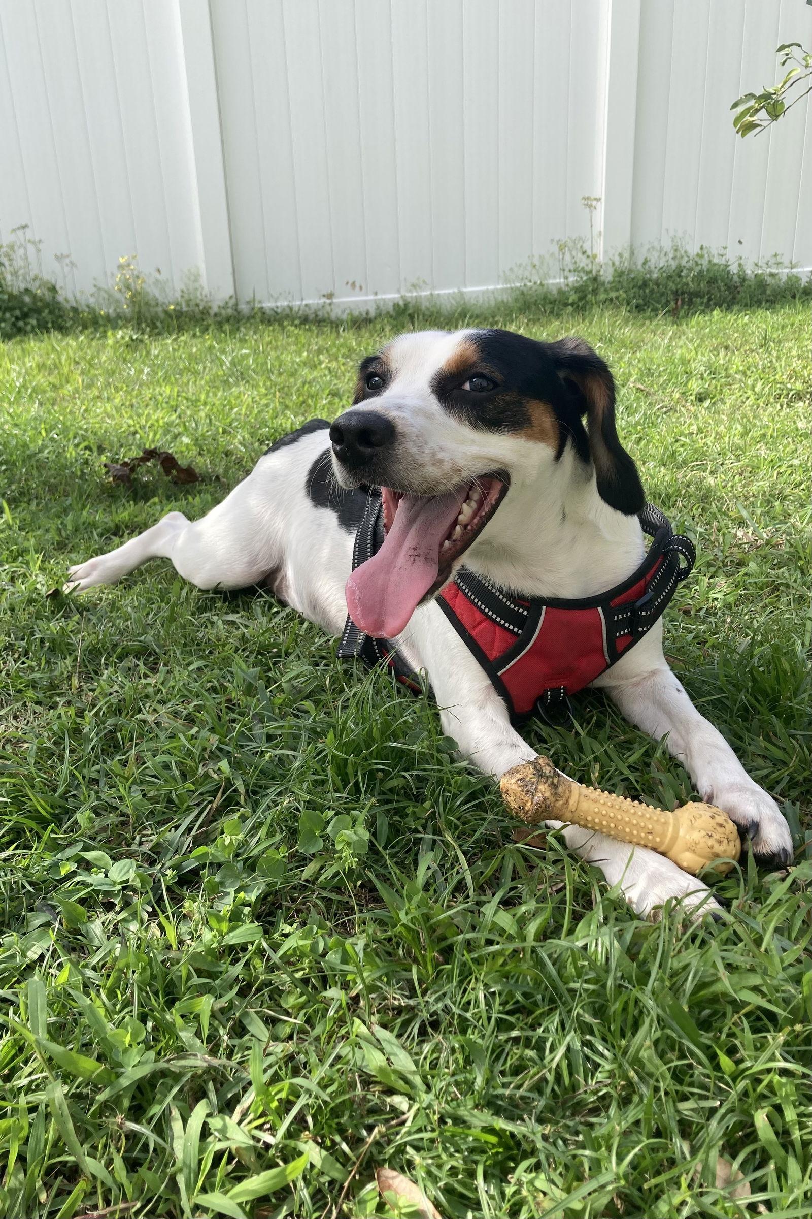 Enlarge Penny- Courtesy Listing, a Adoptable Beagle in Tampa, FL image 1/3