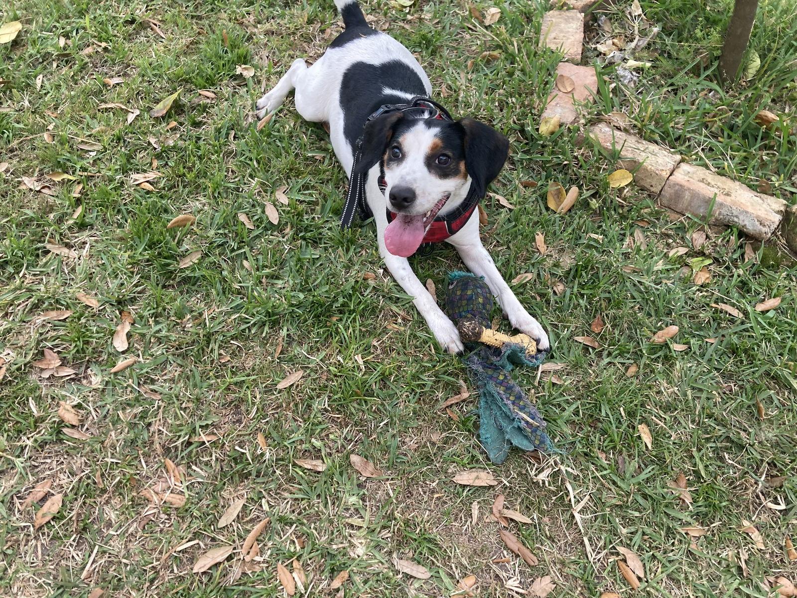 Enlarge Penny- Courtesy Listing, a Adoptable Beagle in Tampa, FL image 3/3
