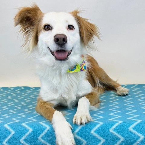 Enlarge Maggie, an adopted mixed breed in Kerrville, TX image 1/3