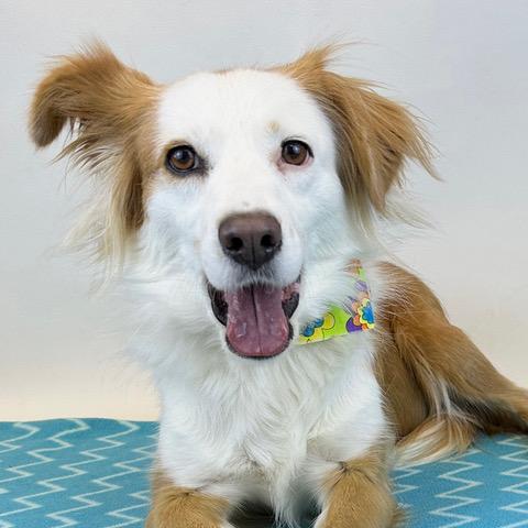 Enlarge Maggie, an adopted mixed breed in Kerrville, TX image 3/3