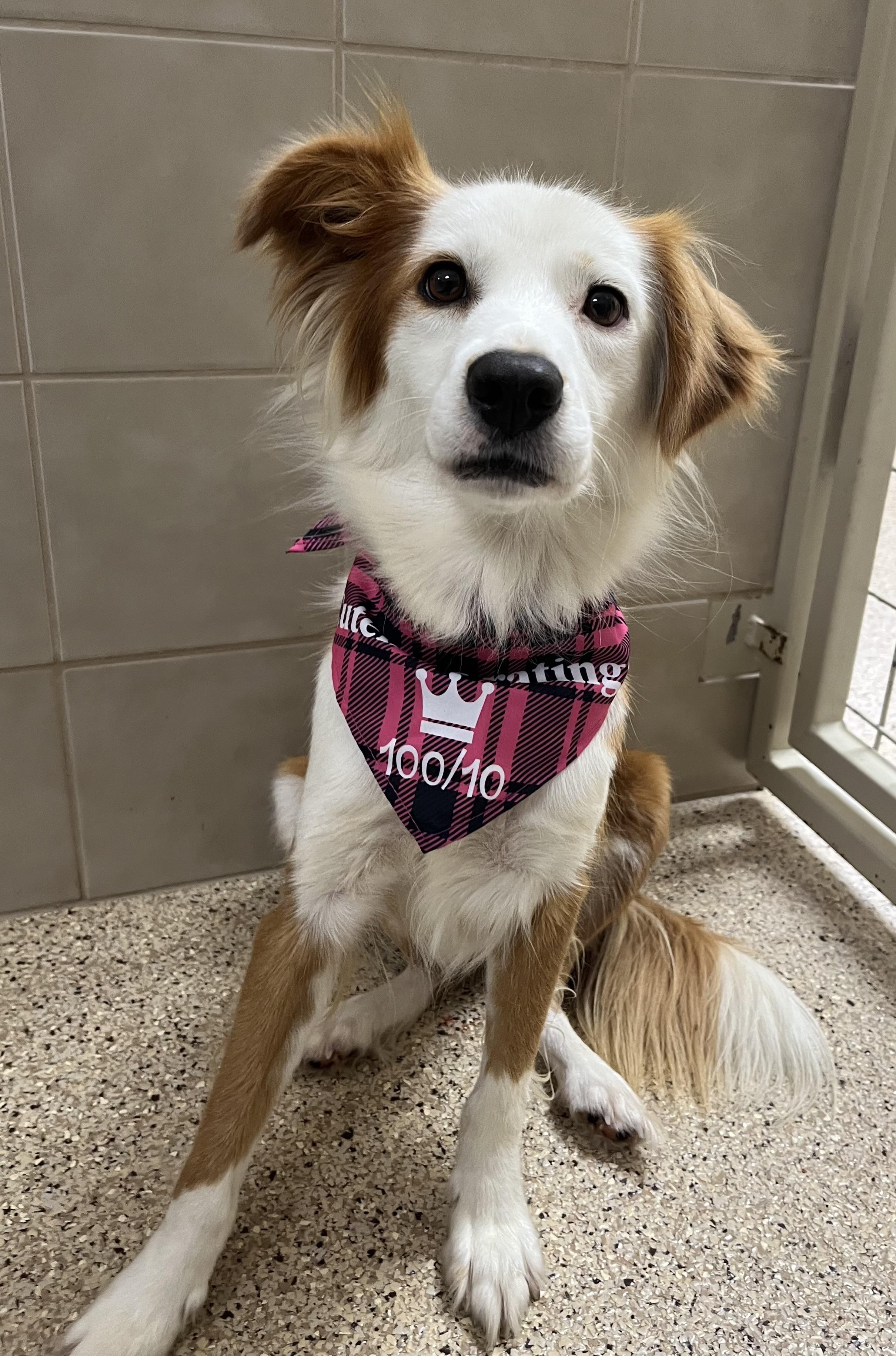 Maggie, adoptable, Adult Female Collie.