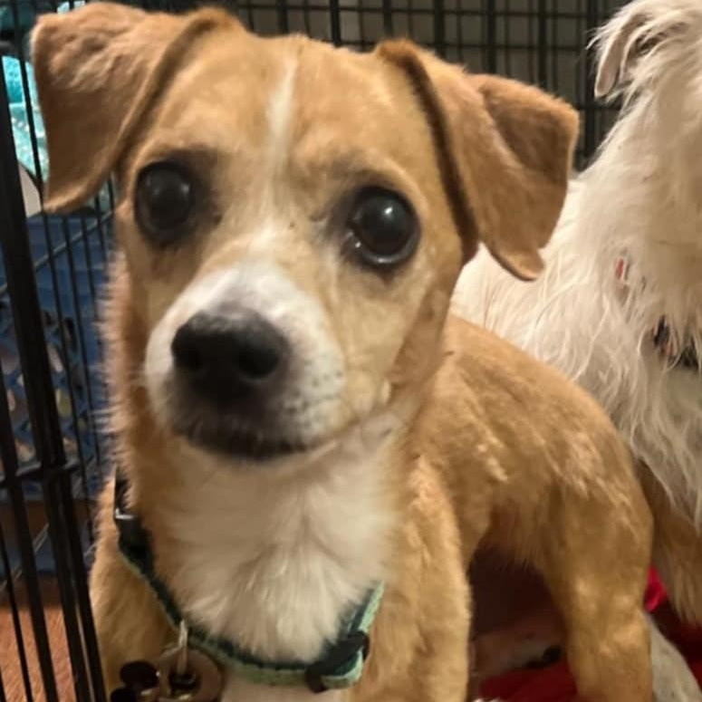 T-Bone, a Adoptable Chihuahua in Marana, AZ image 2/3