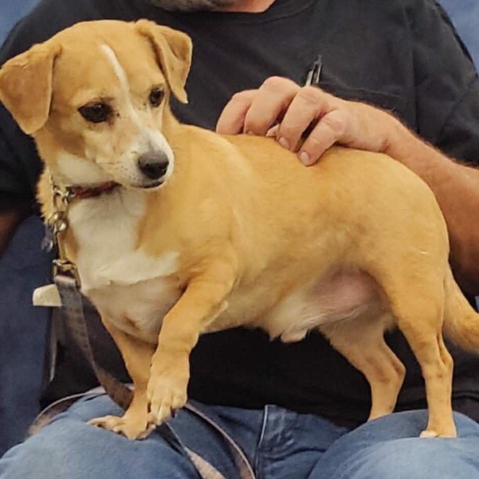 Enlarge T-Bone, a Adoptable Chihuahua in Marana, AZ image 2/4