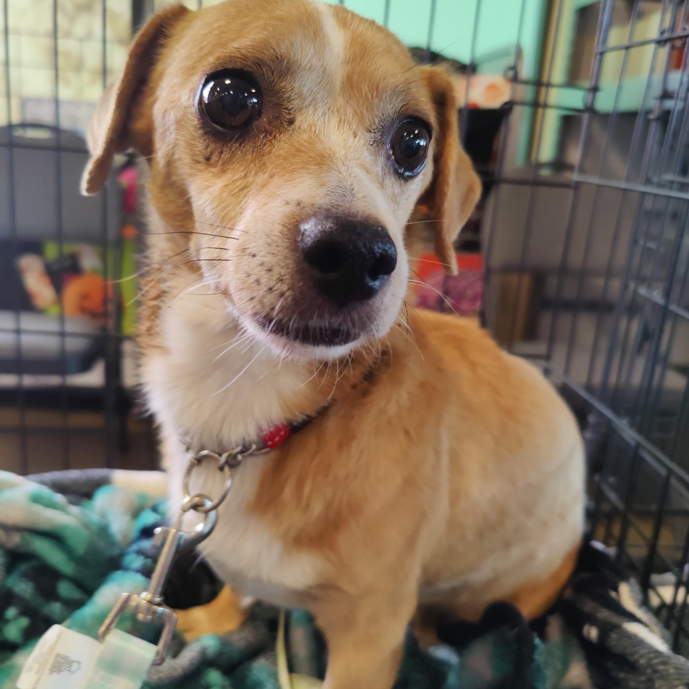 T-Bone, a Adoptable Chihuahua in Marana, AZ image 1/3