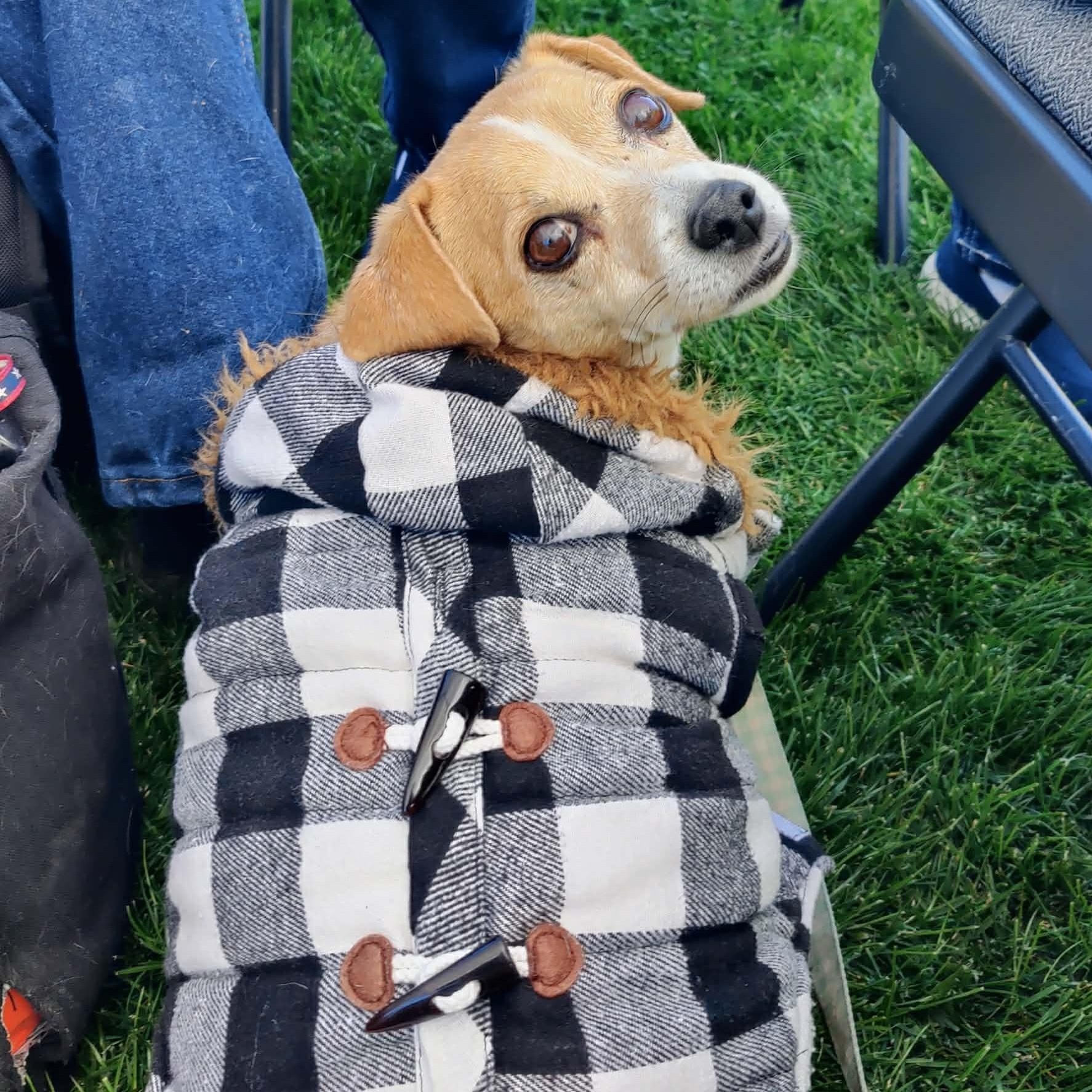 Enlarge T-Bone, a Adoptable Chihuahua in Marana, AZ image 4/5