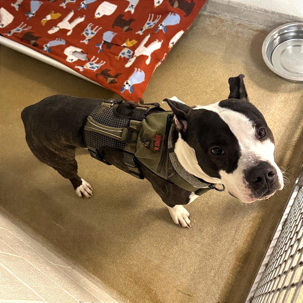 Ruger, ADOPTABLE, Adult Male American Staffordshire Terrier.