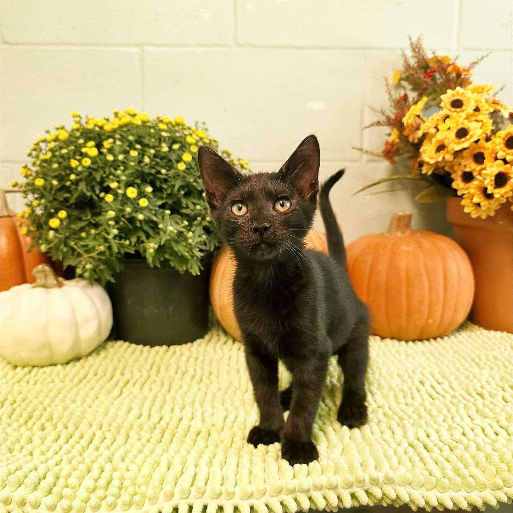 Enlarge Velcro, a Adoptable Domestic Short Hair in Umatilla, FL image 1/5