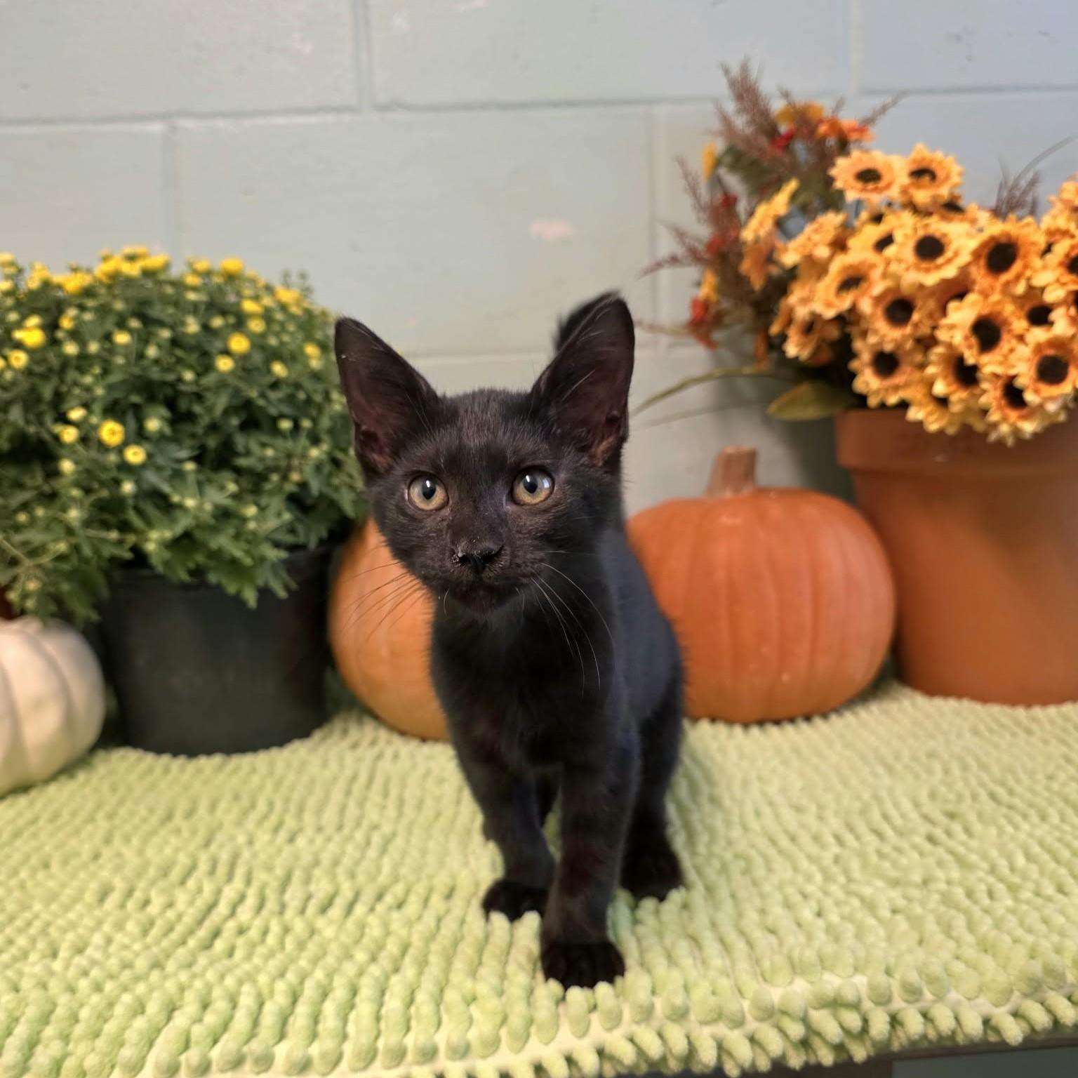 Enlarge Velcro, a Adoptable Domestic Short Hair in Umatilla, FL image 2/5