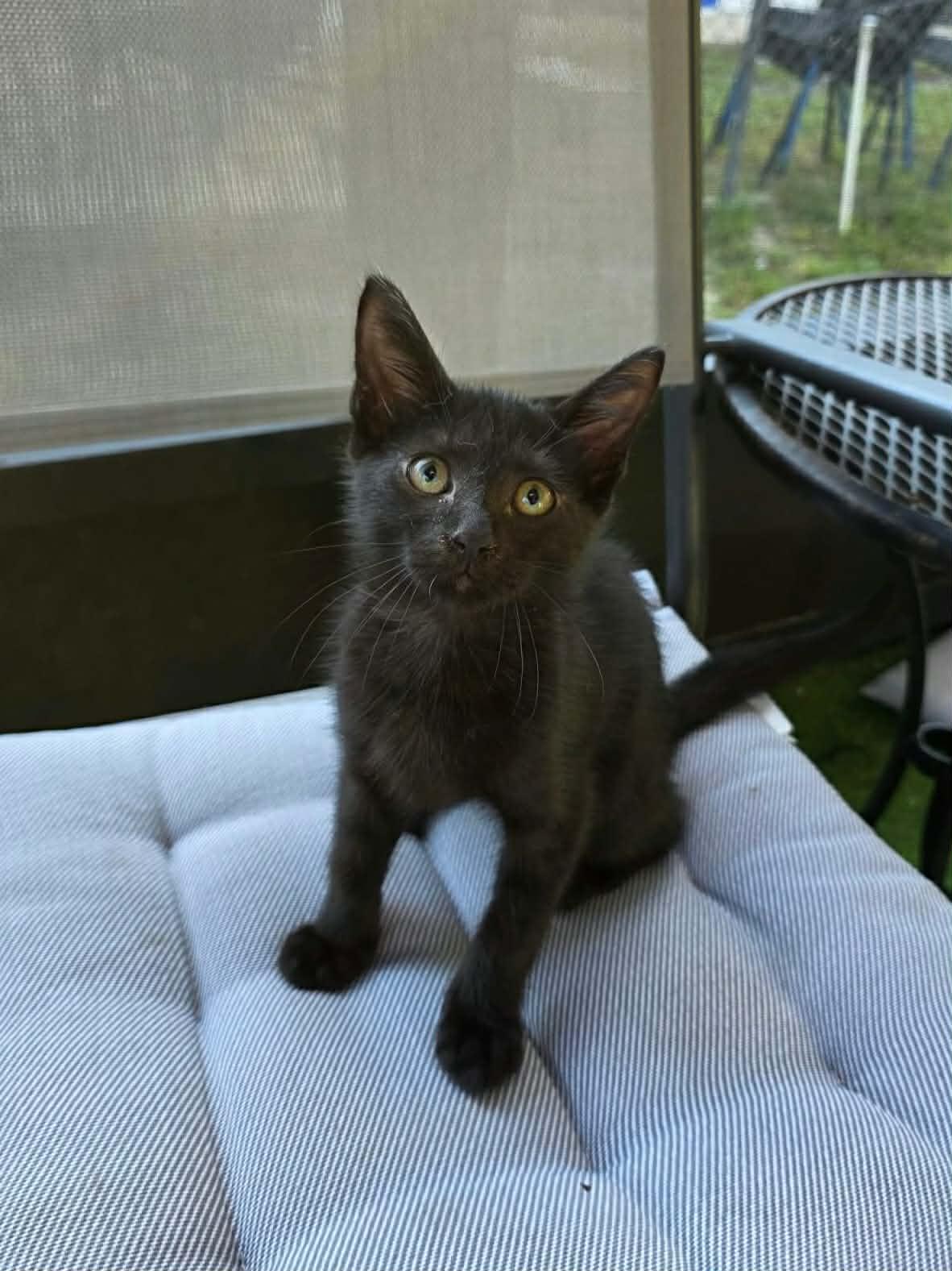 Enlarge Velcro, a Adoptable Domestic Short Hair in Umatilla, FL image 3/5