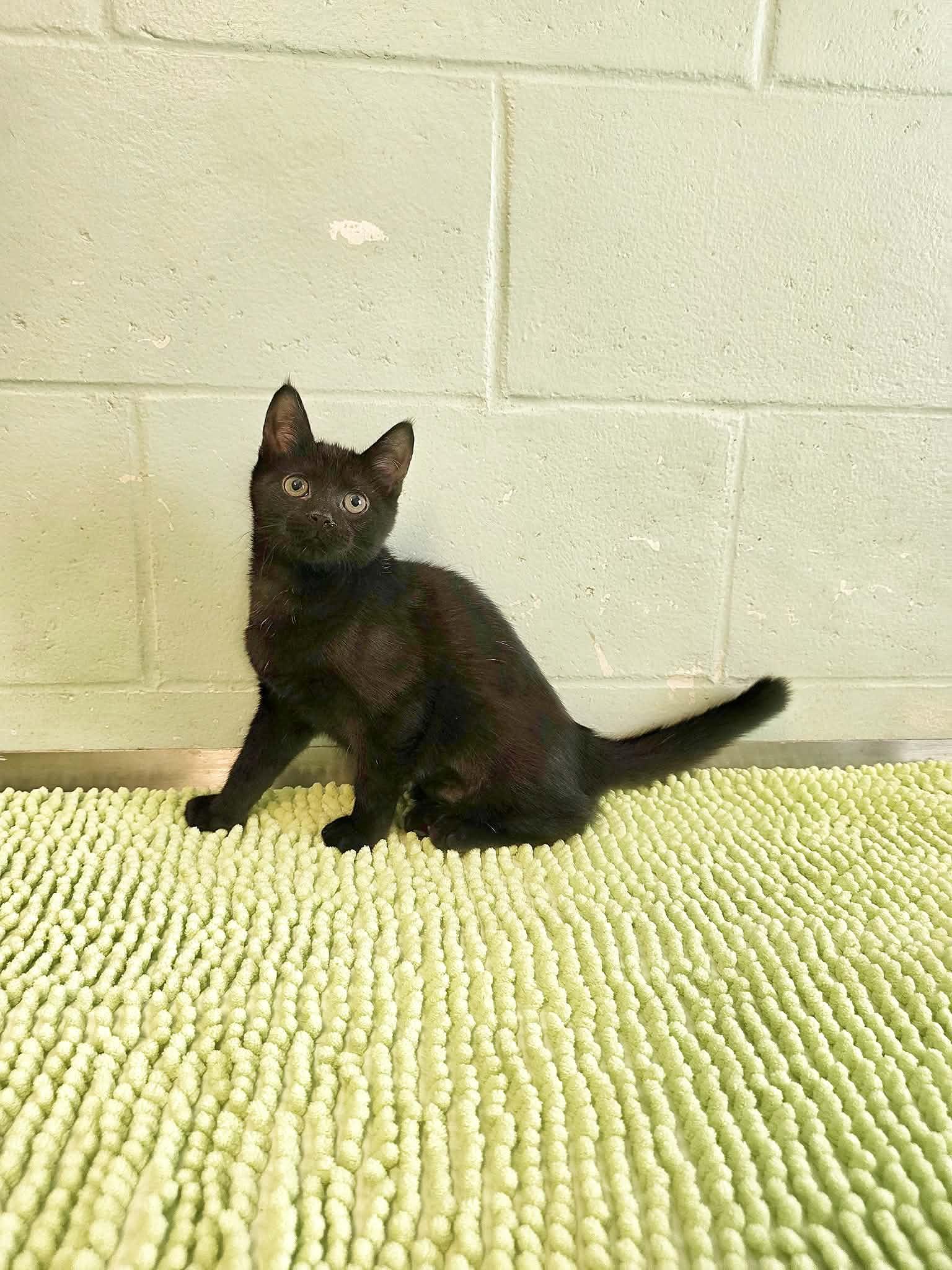 Enlarge Velcro, a Adoptable Domestic Short Hair in Umatilla, FL image 4/5