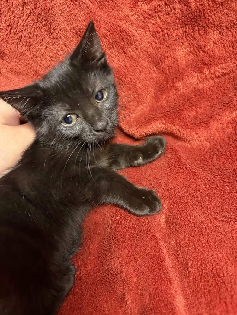 Enlarge Moolah, a Adoptable Domestic Short Hair in Greensboro, NC image 1/2