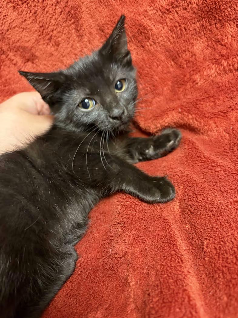 Enlarge Moolah, a Adoptable Domestic Short Hair in Greensboro, NC image 2/2