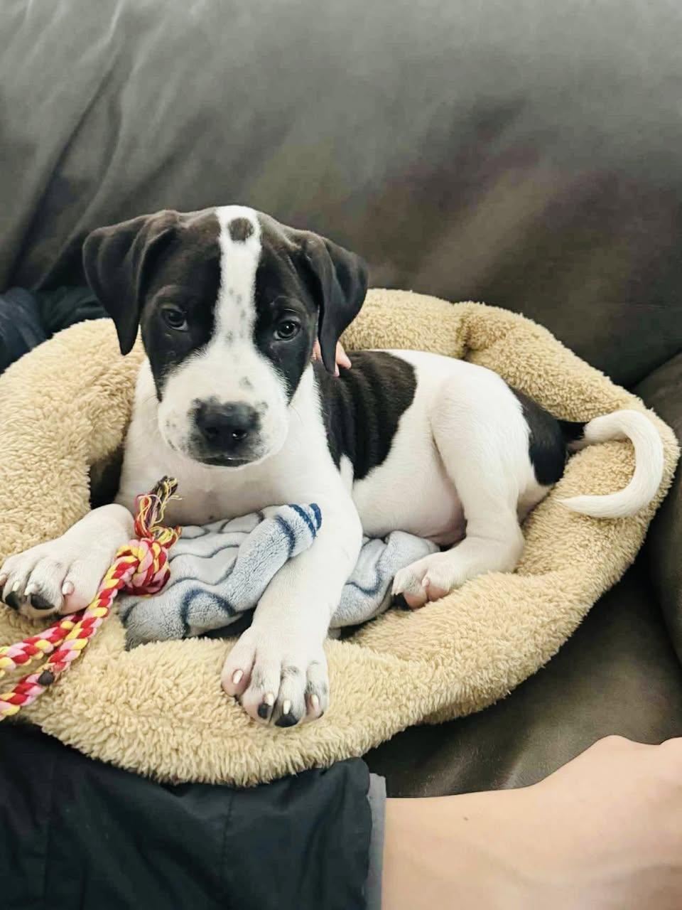 Wilbur, a Adoptable mixed breed in Edmonton, AB image 2/5