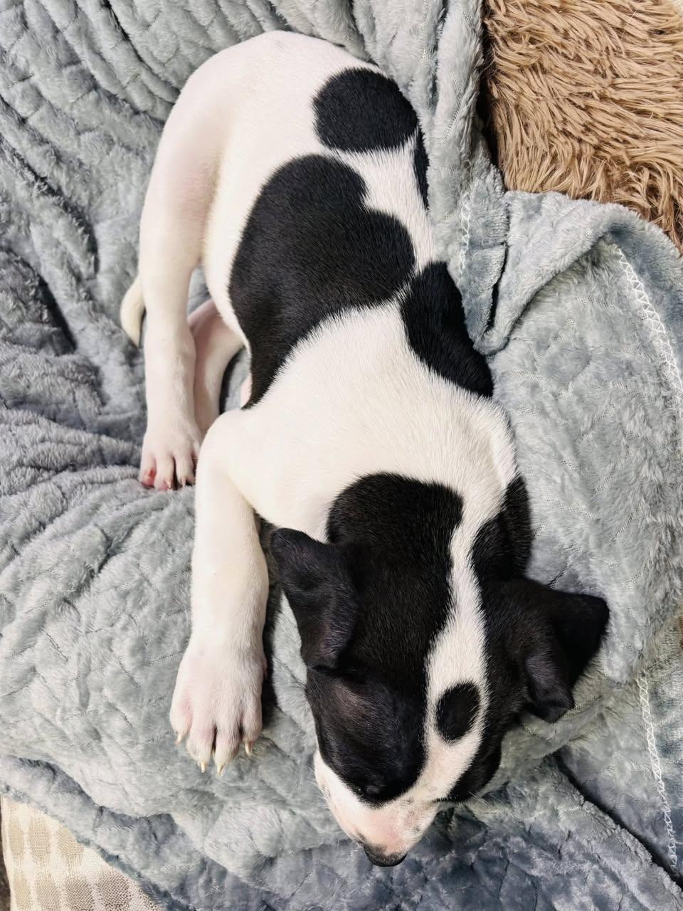 Wilbur, an adoptable Mastiff in Edmonton, AB, T5B 2B7 | Photo Image 3