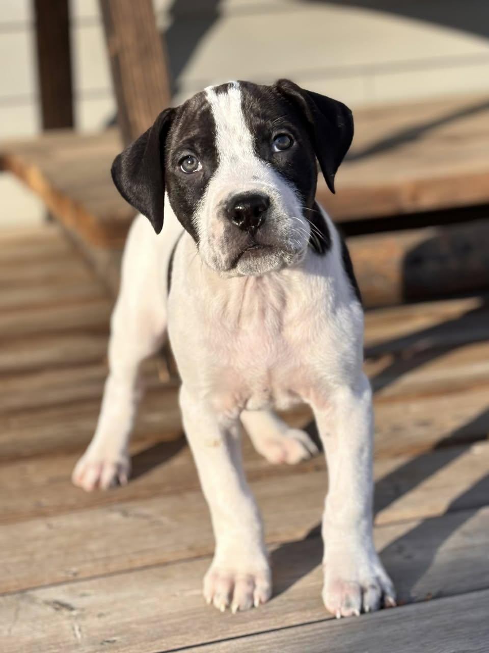 Wilbur, a Adoptable mixed breed in Edmonton, AB image 4/5