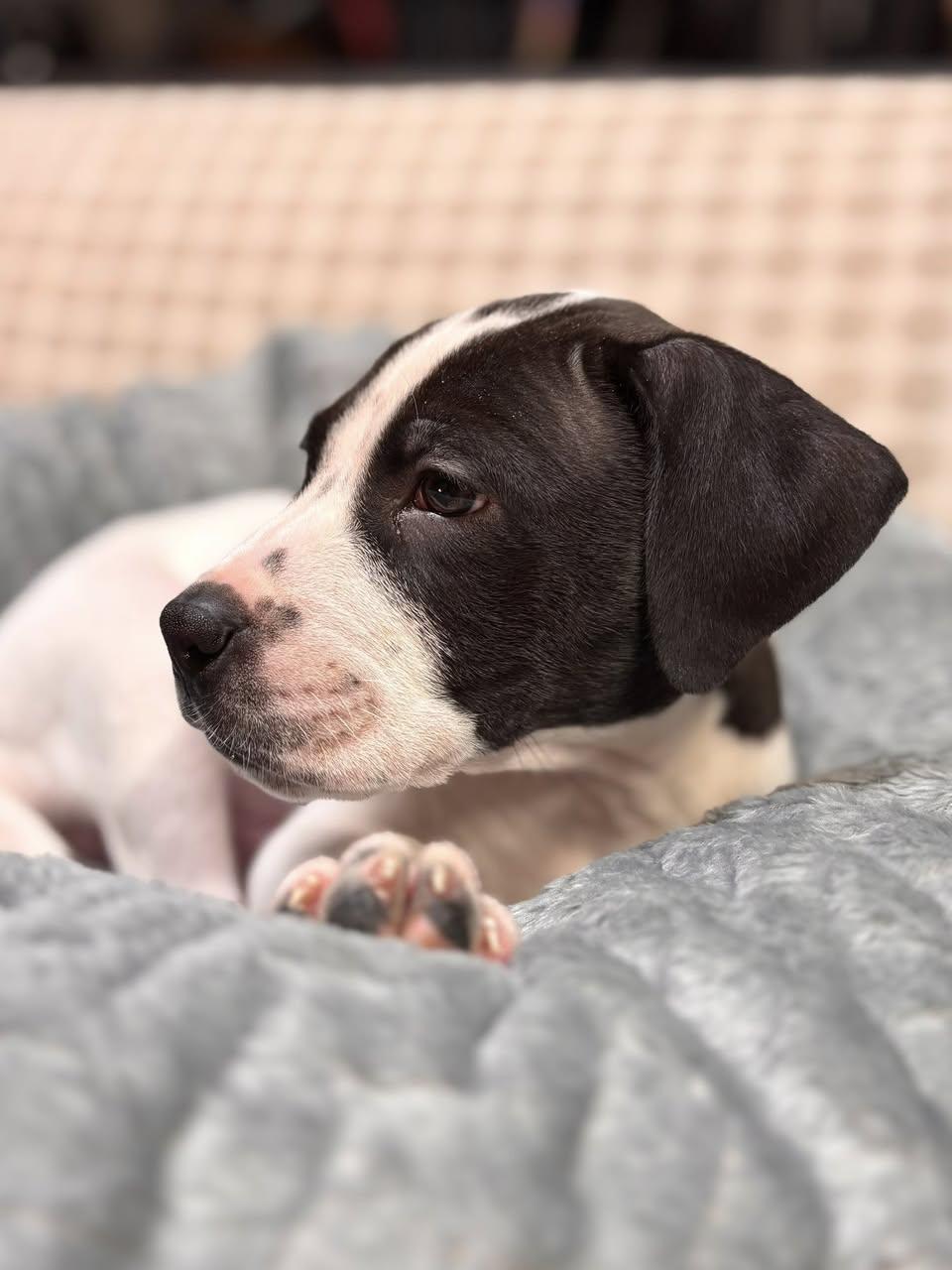 Wilbur, a Adoptable mixed breed in Edmonton, AB image 5/5