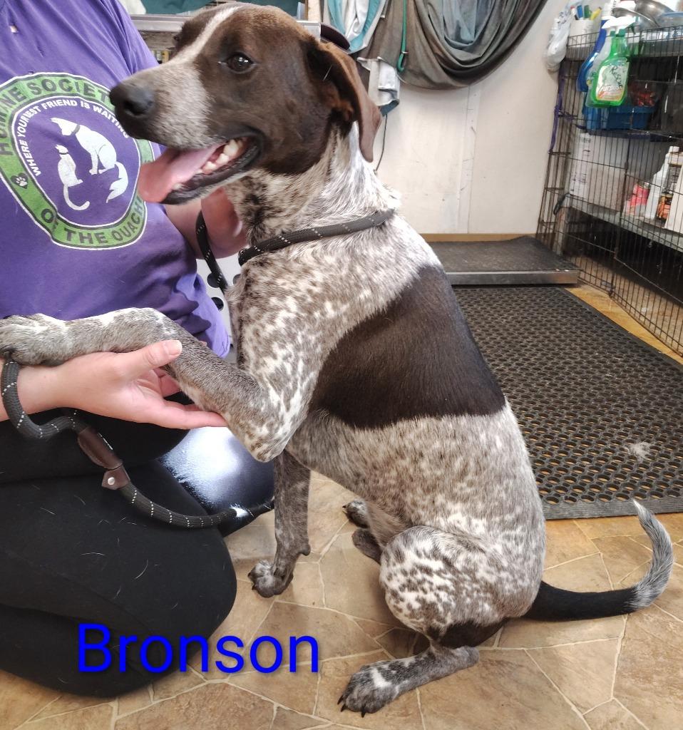 Bronson, Adoptable, Adult Male German Shorthaired Pointer.