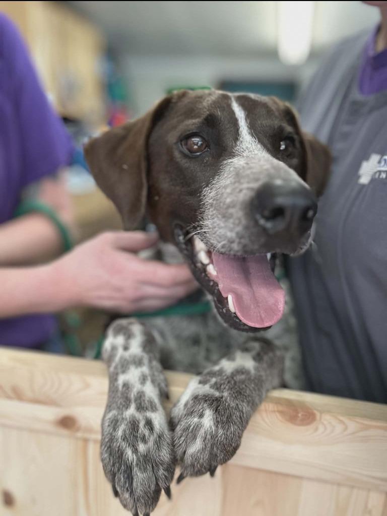Enlarge Bronson, a Adoptable German Shorthaired Pointer in Mena, AR image 2/2