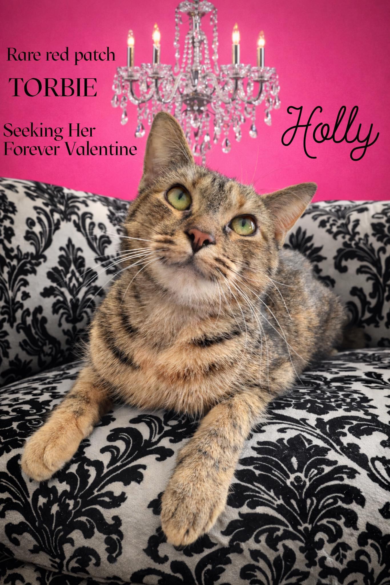 Holly , adopted, Adult Female Torbie.