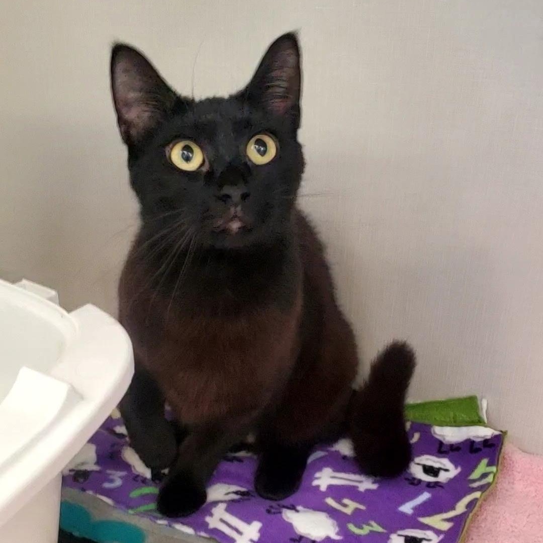 Enlarge Pasta, a ADOPTABLE Domestic Short Hair in Hutchinson, MN image 2/5