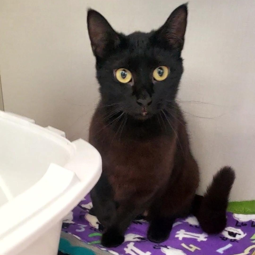 Enlarge Pasta, a ADOPTABLE Domestic Short Hair in Hutchinson, MN image 3/5