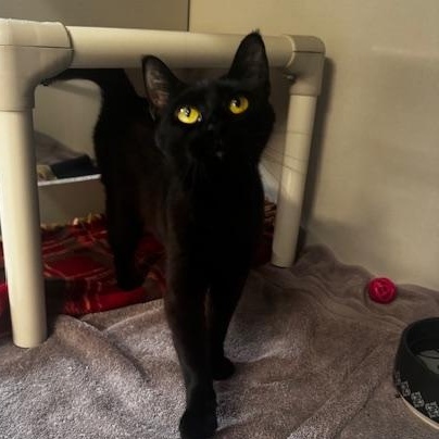 Enlarge Pasta, a ADOPTABLE Domestic Short Hair in Hutchinson, MN image 1/5