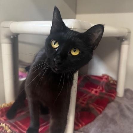 Enlarge Pasta, a ADOPTABLE Domestic Short Hair in Hutchinson, MN image 5/5