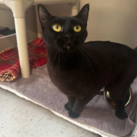 Enlarge Pasta, a ADOPTABLE Domestic Short Hair in Hutchinson, MN image 4/5