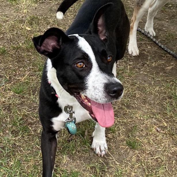 Enlarge Penny, a Adoptable mixed breed in San Jacinto, CA image 1/6