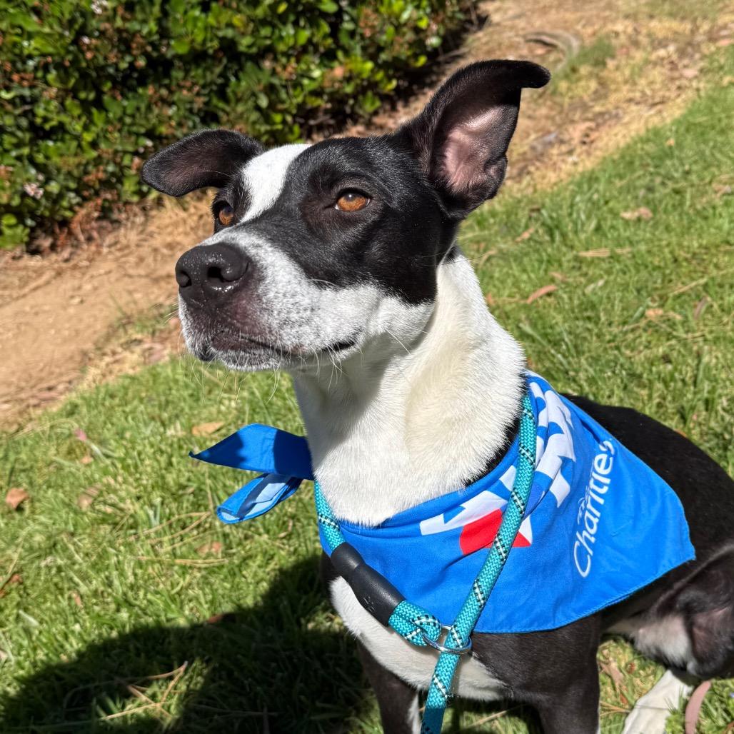 Penny, Adoptable, Adult Female Border Collie & Mixed Breed.