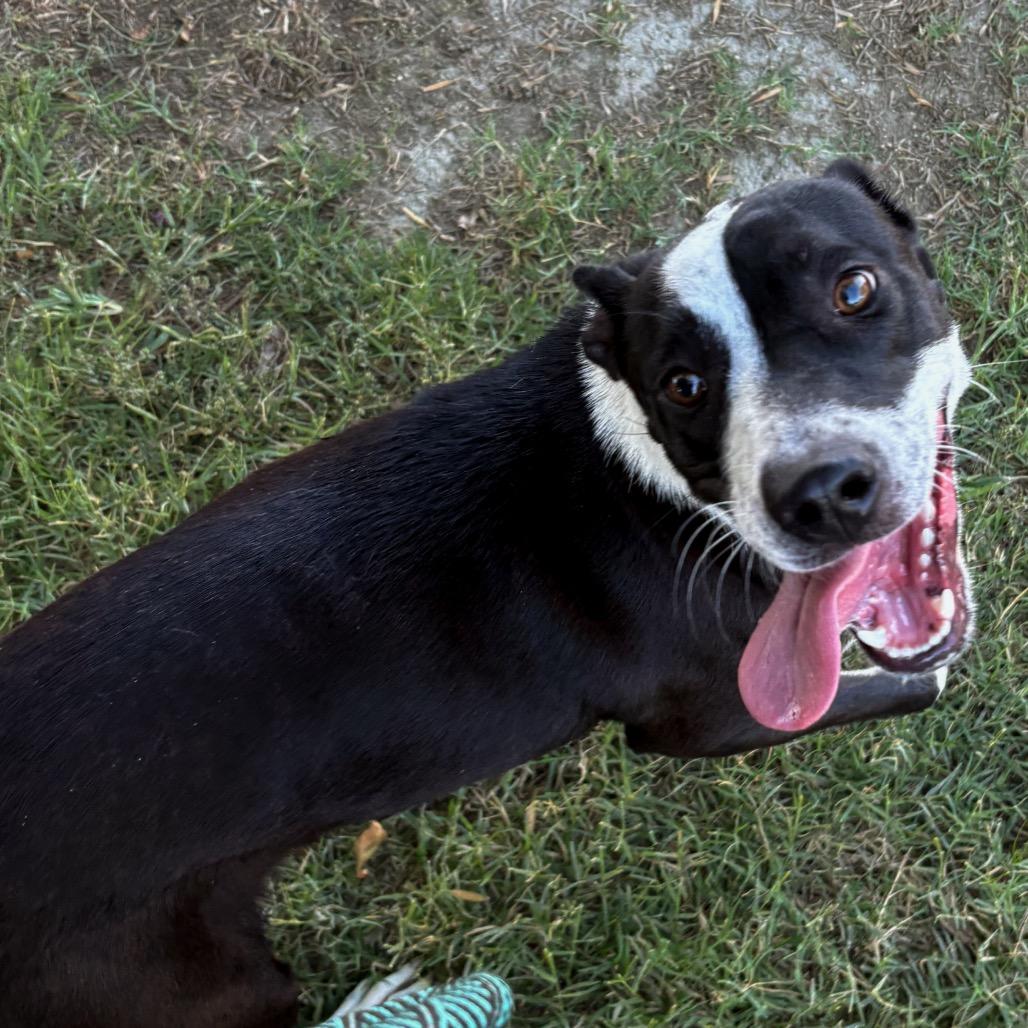 Penny, Adoptable, Young Female Black Labrador Retriever.