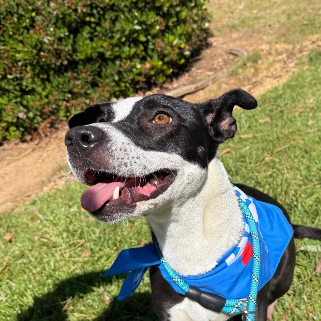 Penny, a Adoptable mixed breed in San Jacinto, CA image 2/6
